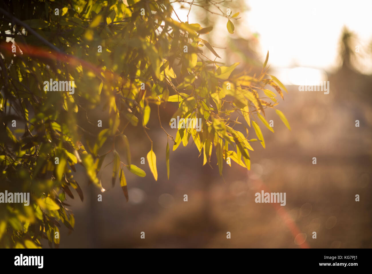 Sun bagliore leggero attraverso foglie di albero Foto Stock