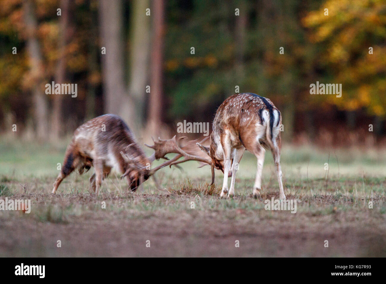 Während der Brunftzeit im Herbst kämpfen zwei Damhirsche (Dama Dama) auf einer Wiese Foto Stock