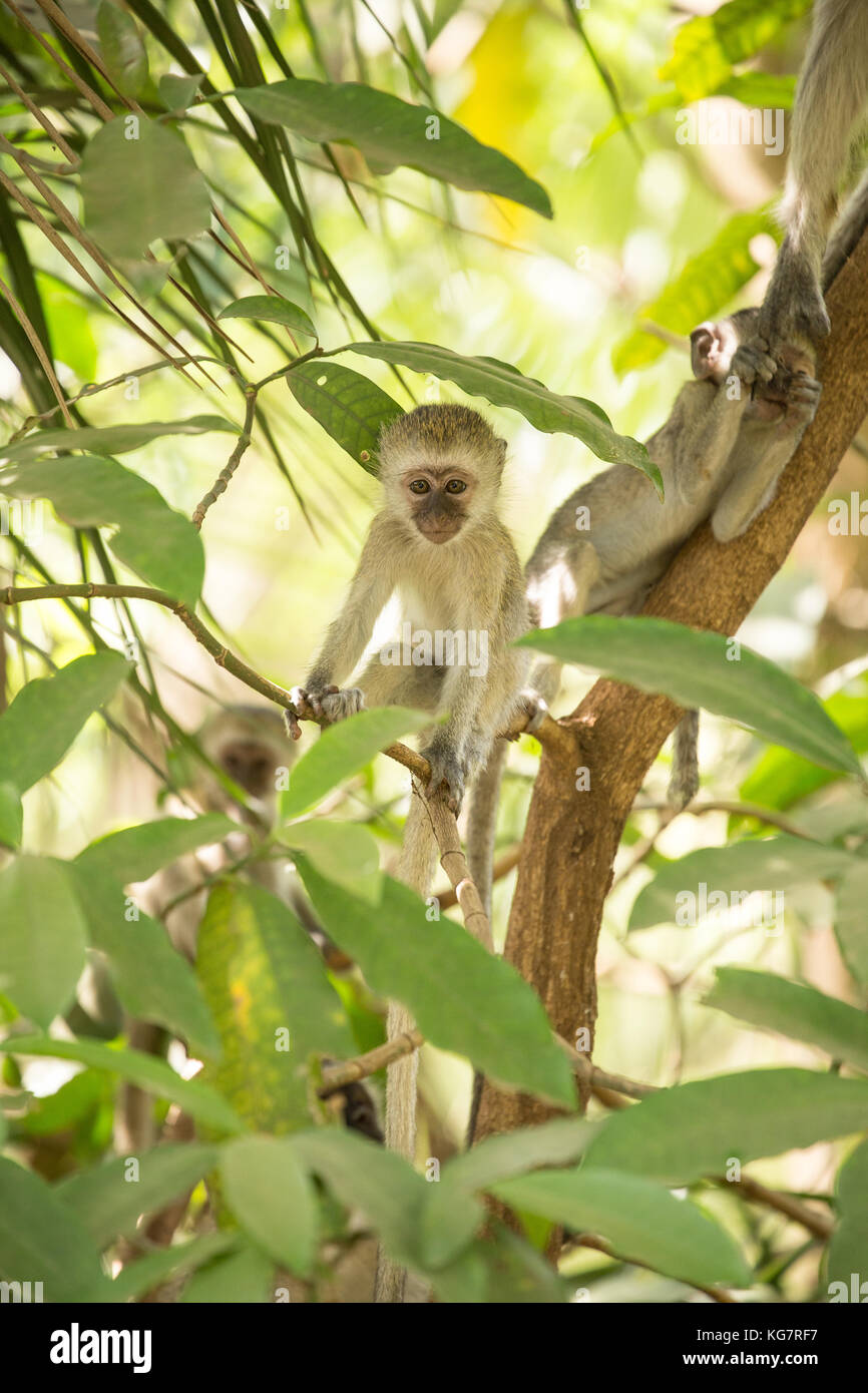 Giovane scimmia che si rilassa su un albero in una foresta tropicale verde Foto Stock