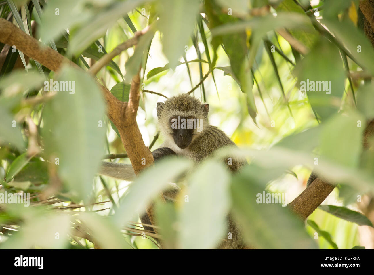 Vervet Moneky peering fuori attraverso le foglie Foto Stock