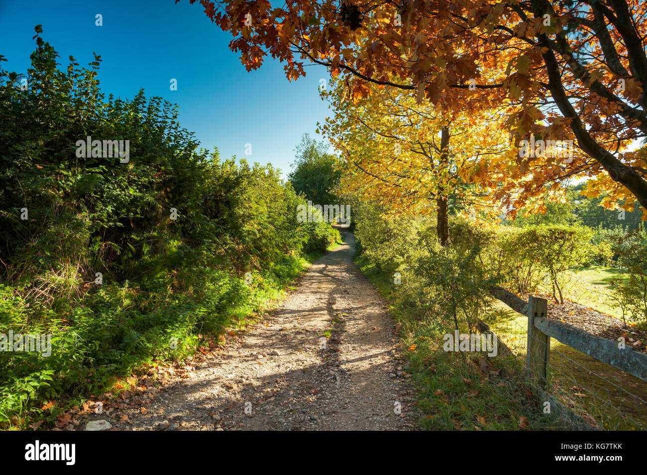 Pomeriggio d'autunno in alto weald in east sussex, Inghilterra. Foto Stock