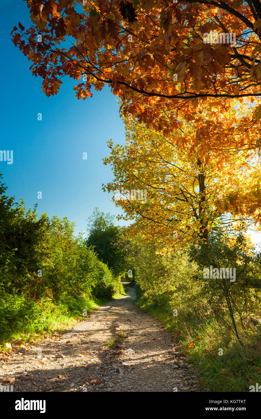 Pomeriggio d'autunno in alto weald in east sussex, Inghilterra. Foto Stock