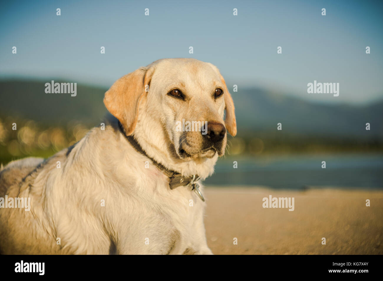 Un golden labrador retriever godendo di sole sulla spiaggia... Pensare pranzo... Foto Stock