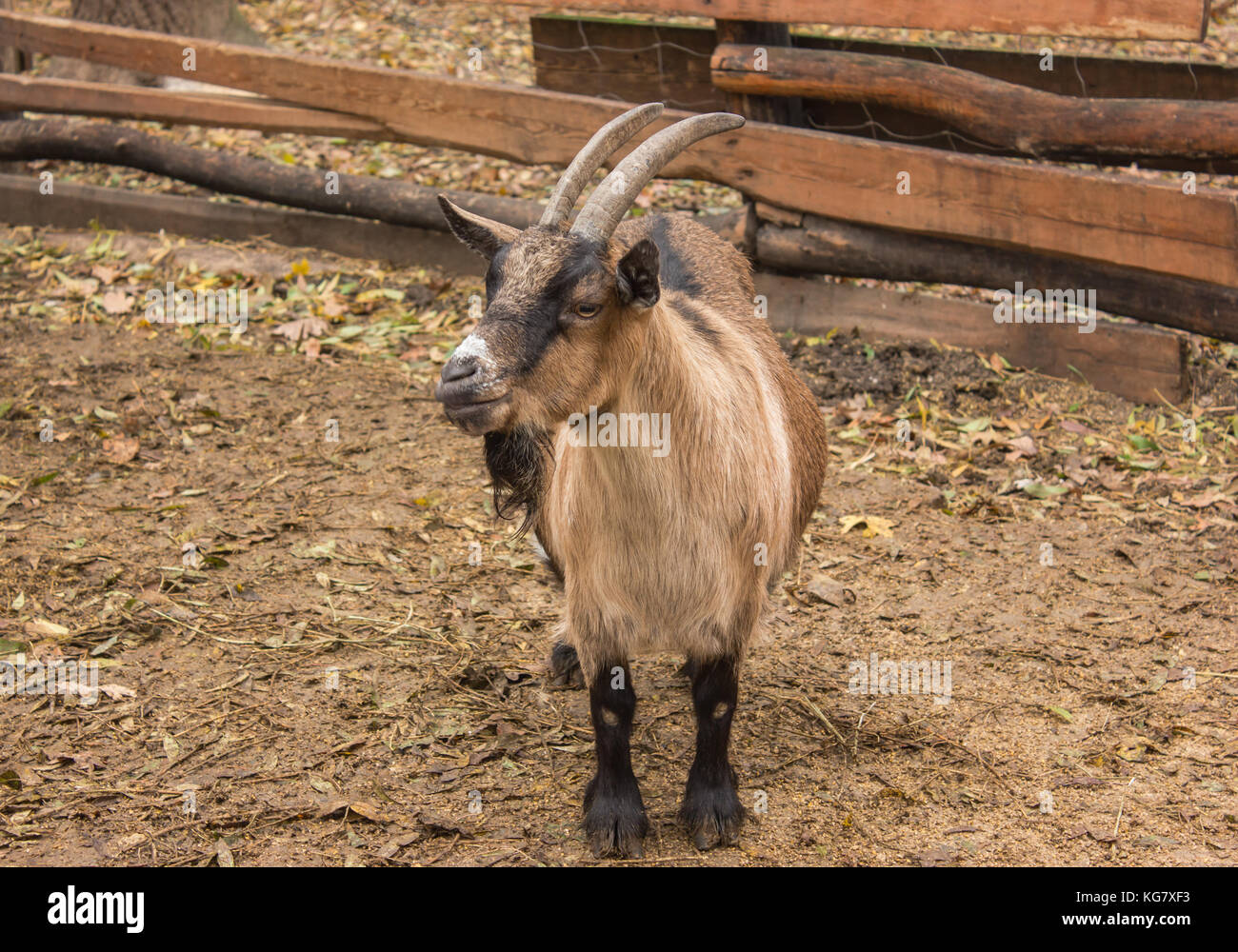 Un marrone sorriso di capra per la telecamera , un capro, una capra con le corna Foto Stock