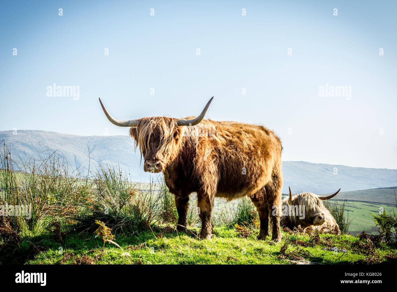 Adulto highland mucca in piedi in un campo nel parco nazionale del distretto dei laghi Foto Stock