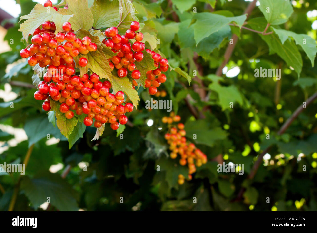 Frutti maturi del pallon di maggio Foto Stock