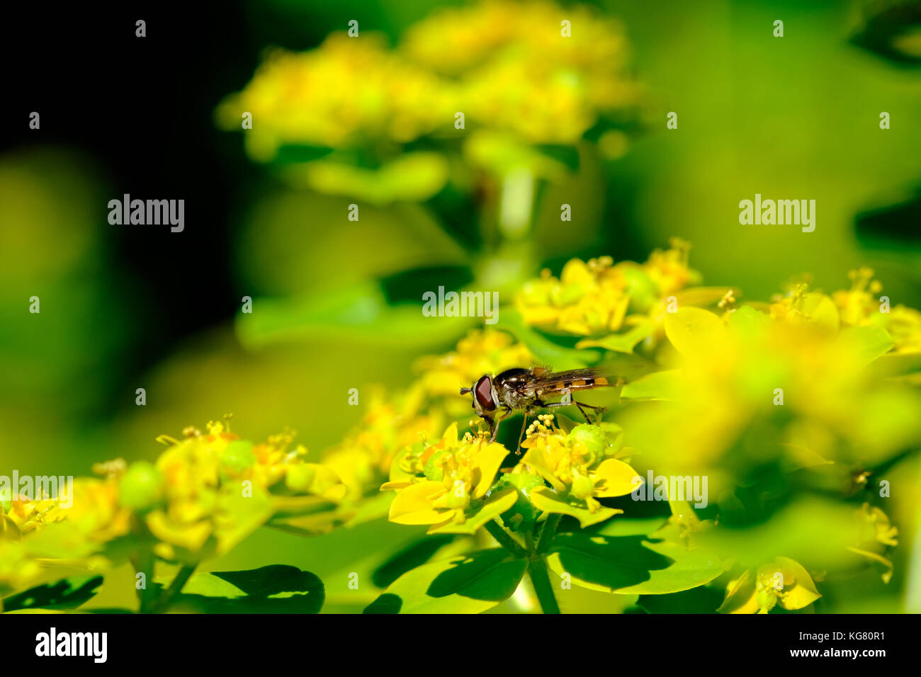 Hover fly (melangyna viridiceps) alimentare il nettare di euphorbia sp. Foto Stock