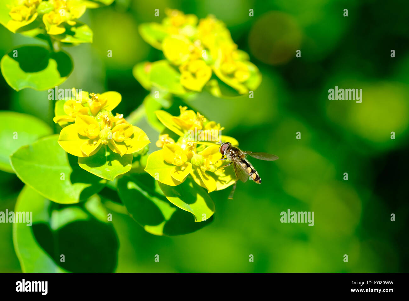 Hover fly (melangyna viridiceps) alimentare il nettare di euphorbia sp. Foto Stock