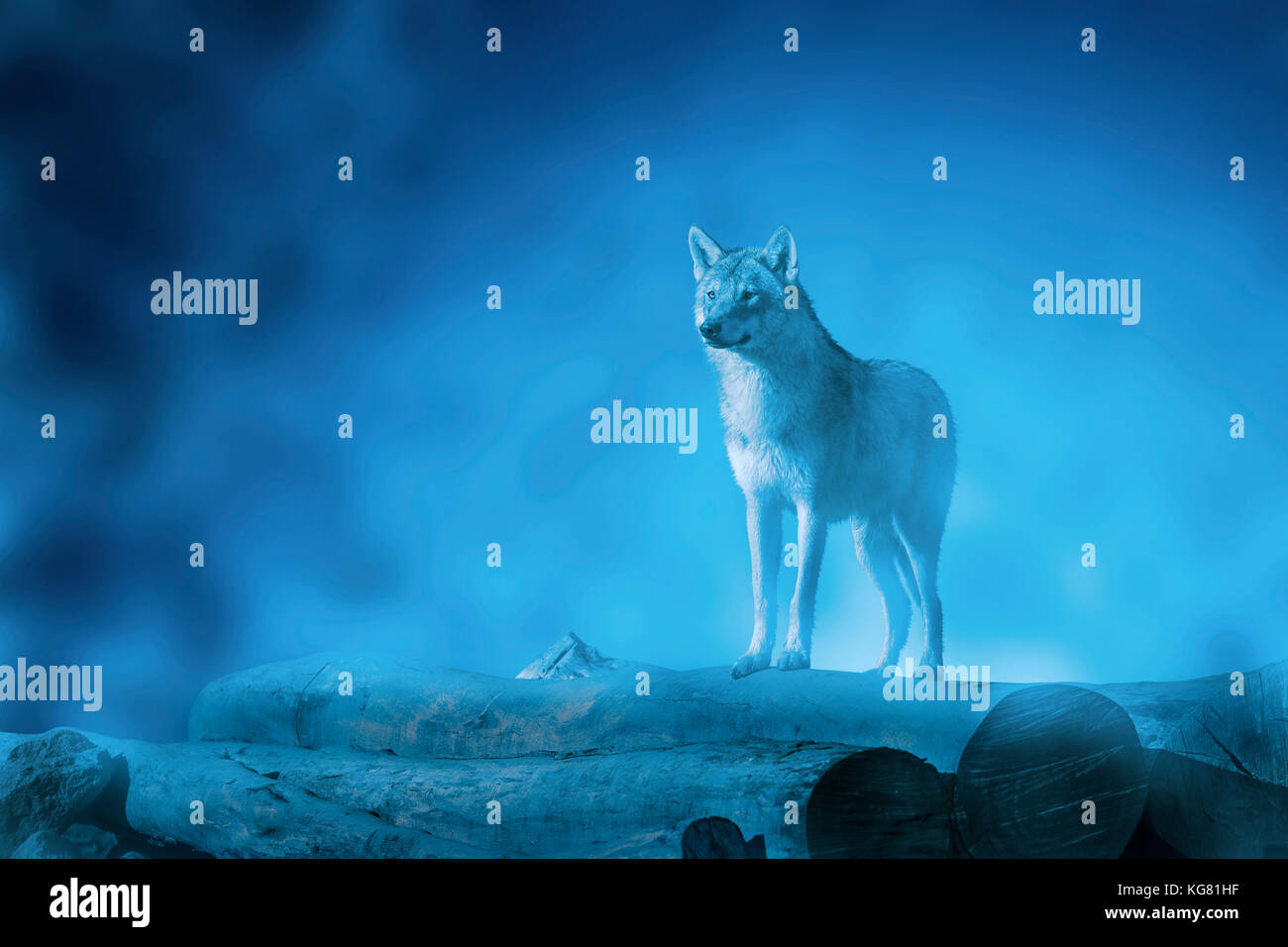 Wolf su un calare della luna e sui boschi e con la nebbia. Foto Stock