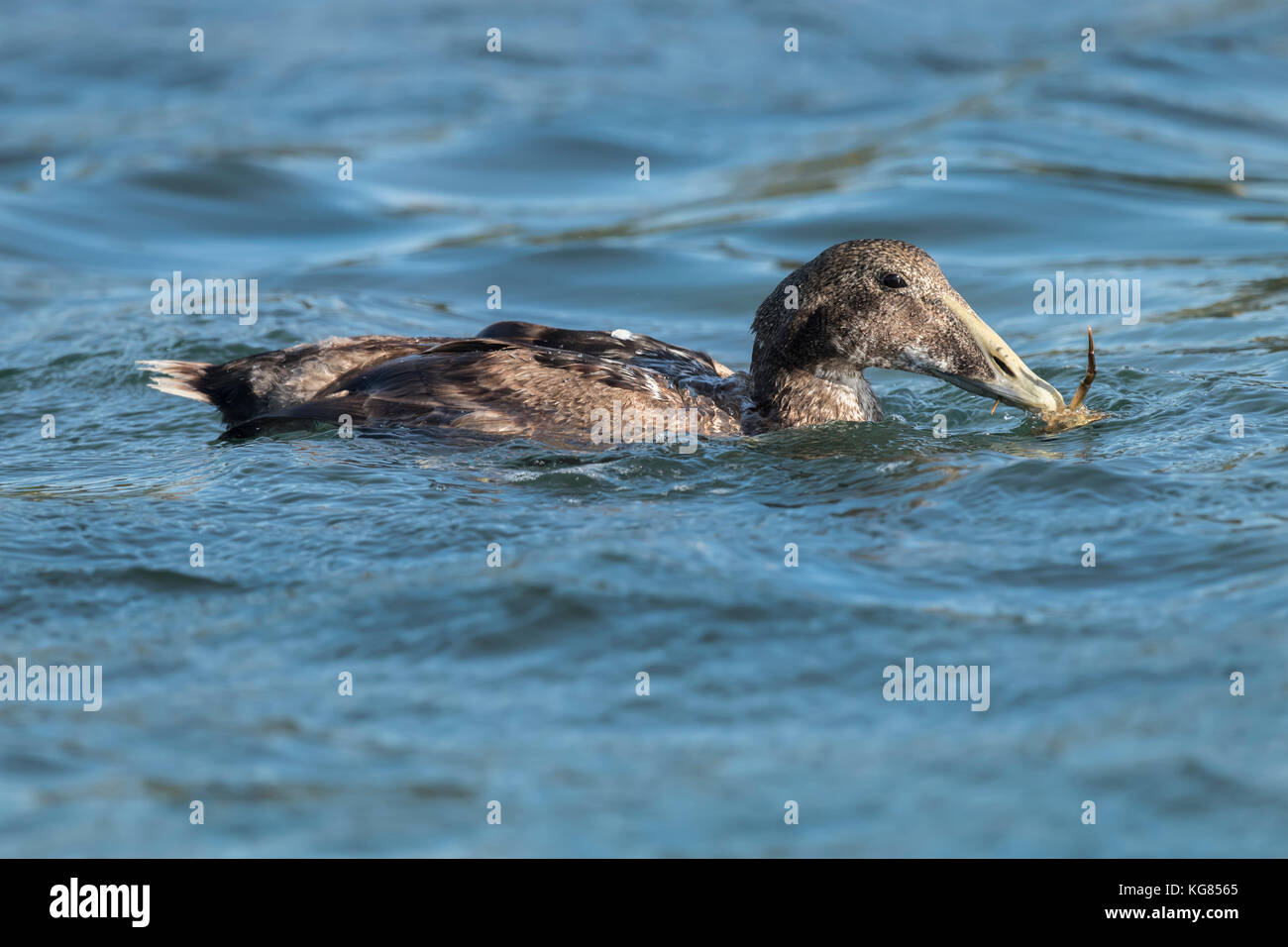 Eider duck, nel mare di mangiare un granchio, close up Foto Stock