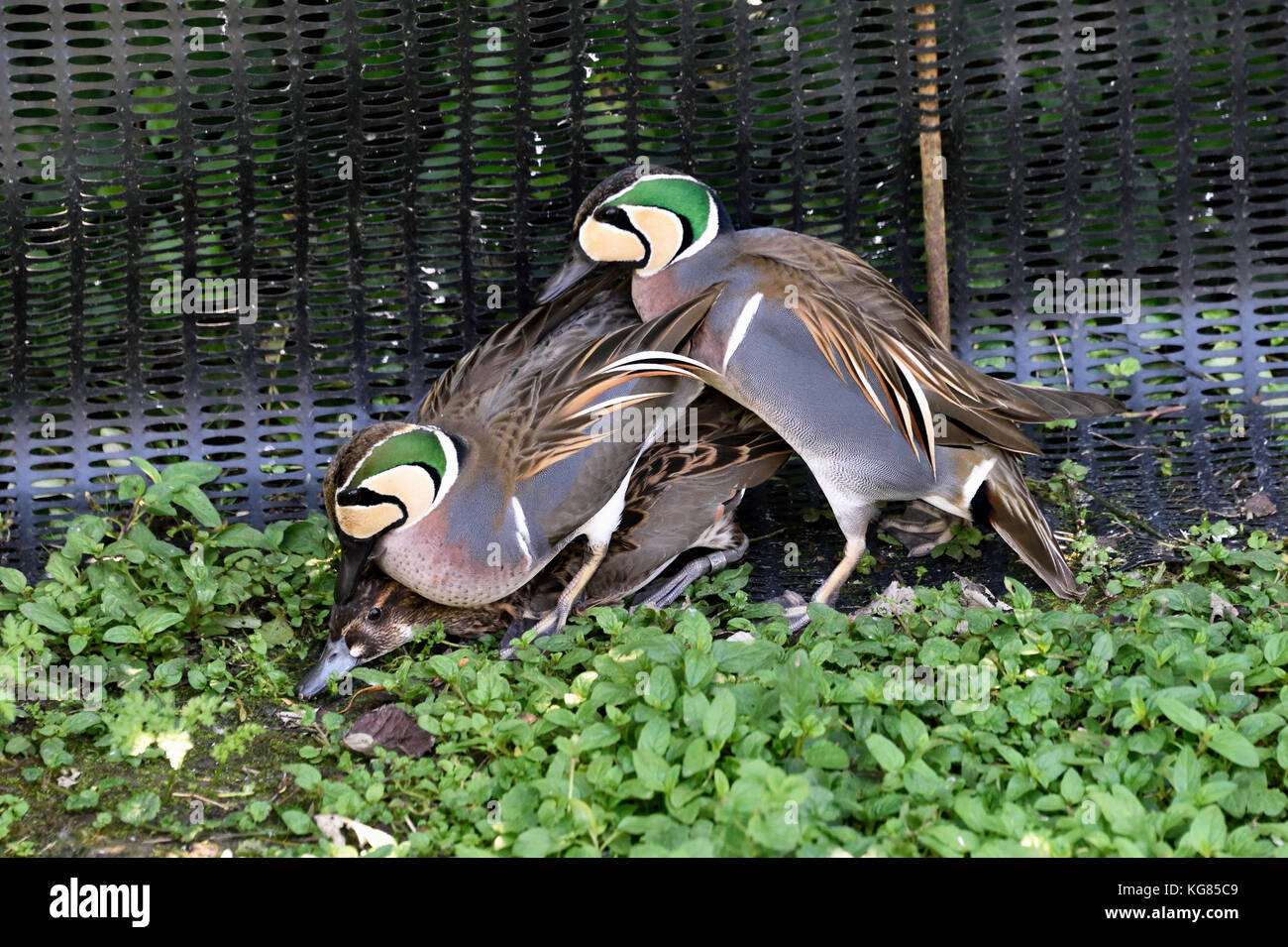 Due maschio baikal alzavole (sibrionetta formosa) contestare i diritti di accoppiamento con una femmina in Inghilterra del sud Foto Stock