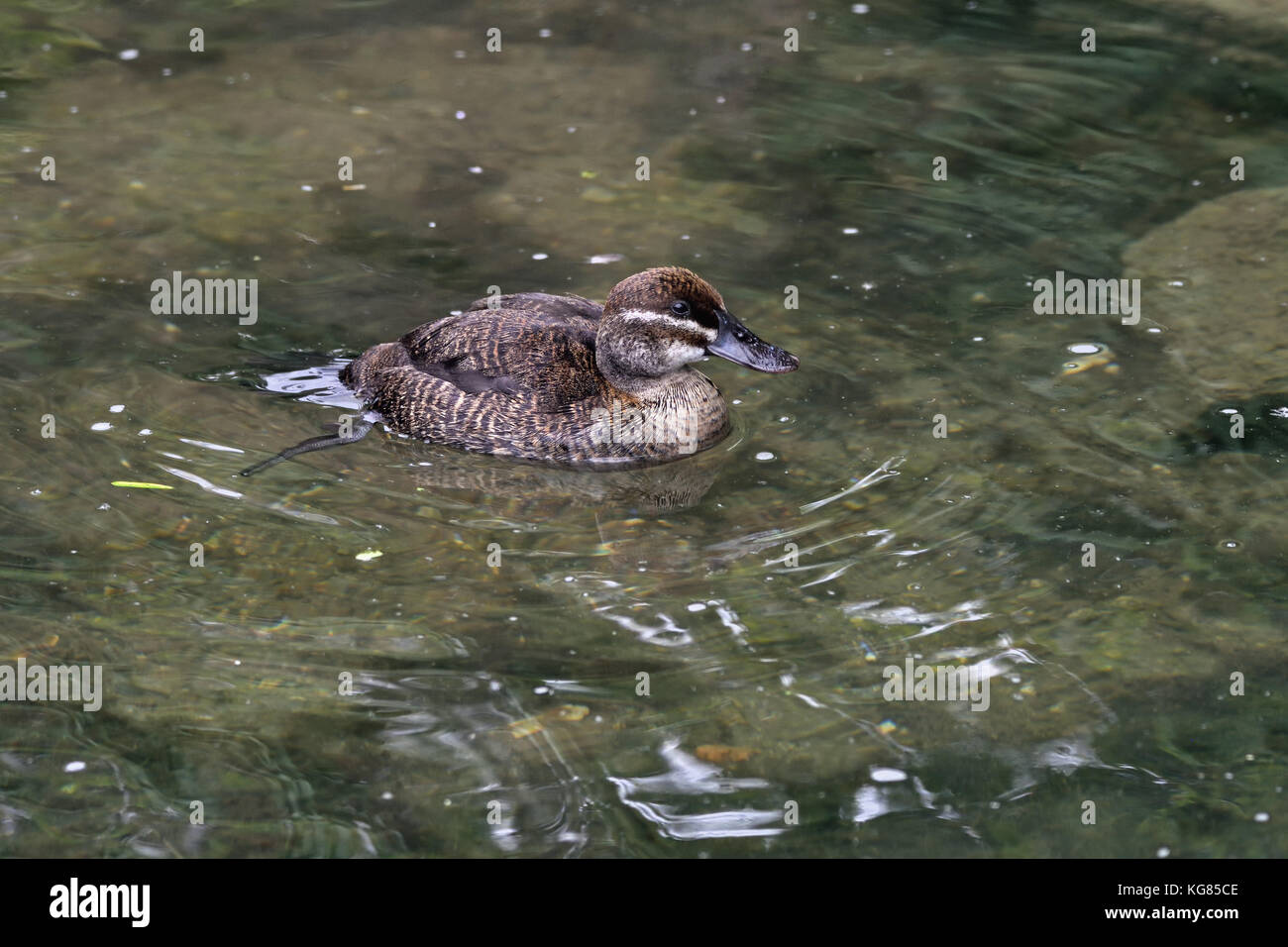 Una femmina di Lago Argentino anatra (oxyura vittata) sulle sponde di un lago in Inghilterra del sud Foto Stock