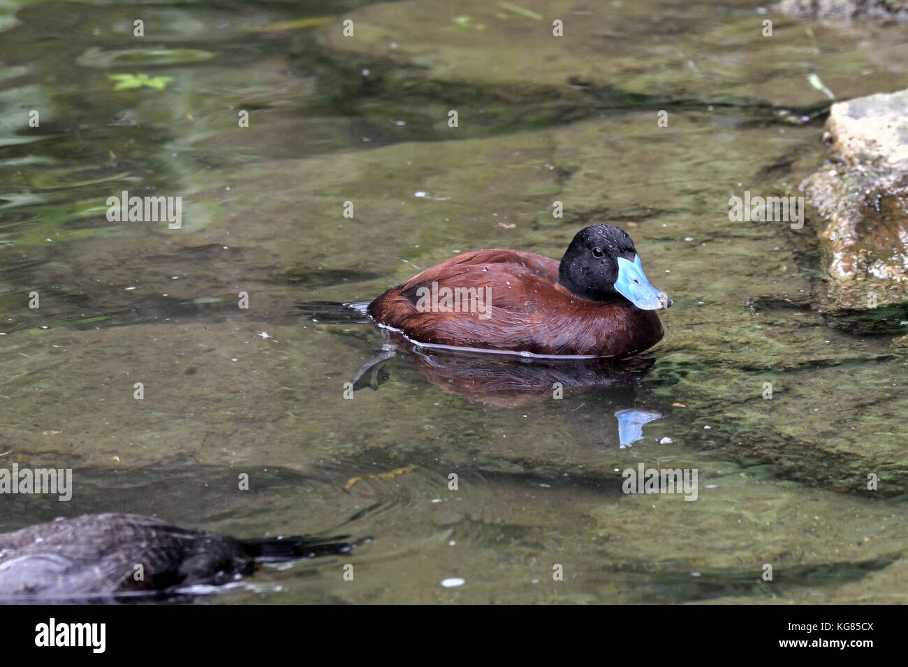 Un maschio Lago Argentino anatra (oxyura vittata) sulle sponde di un lago in Inghilterra del sud Foto Stock