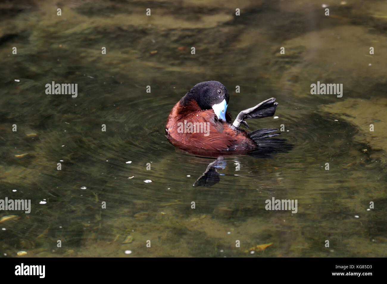 Un maschio Lago Argentino anatra (oxyura vittata) sulle sponde di un lago in Inghilterra del sud Foto Stock