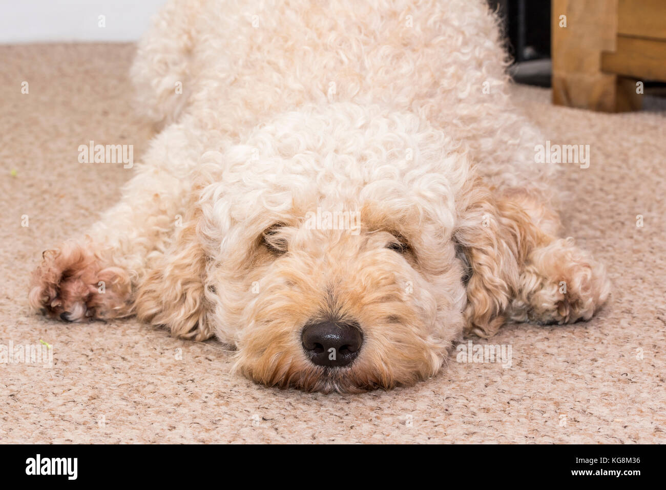 Labradoodle capelli ricci disteso sul pavimento e. guardando verso la fotocamera Foto Stock