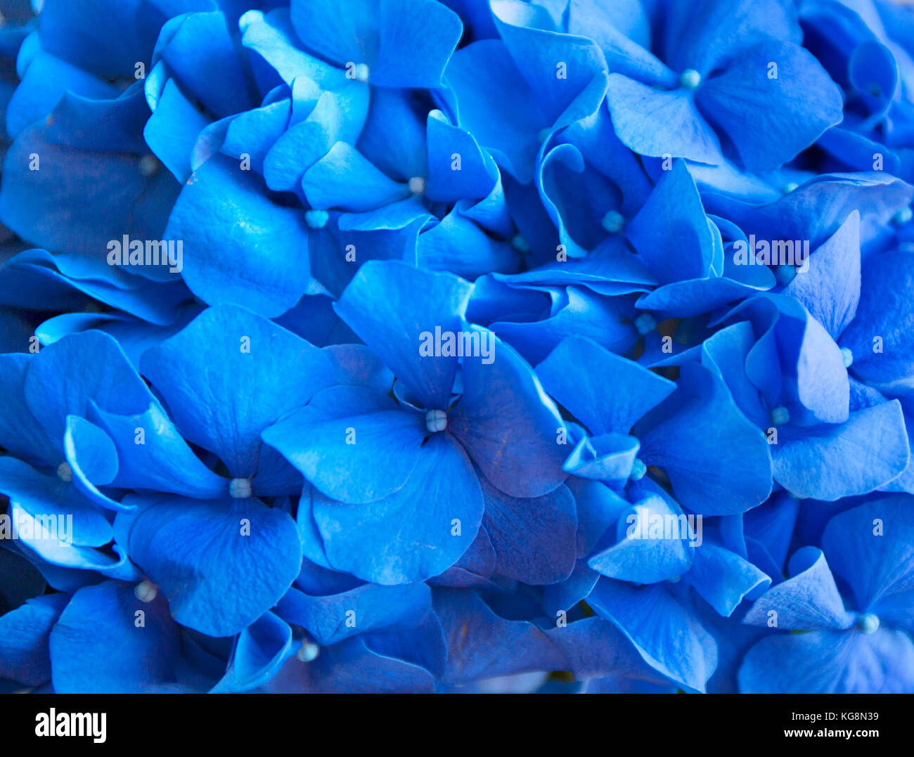 Ortensie blu sullo sfondo. hortensia fiori superficie. foto macro. Foto Stock