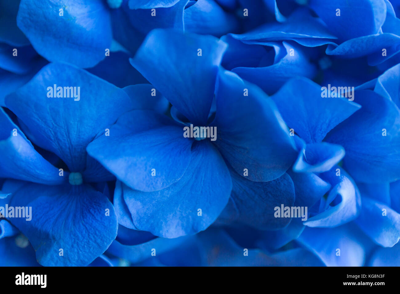 Ortensie blu sullo sfondo. hortensia fiori superficie. foto macro. Foto Stock