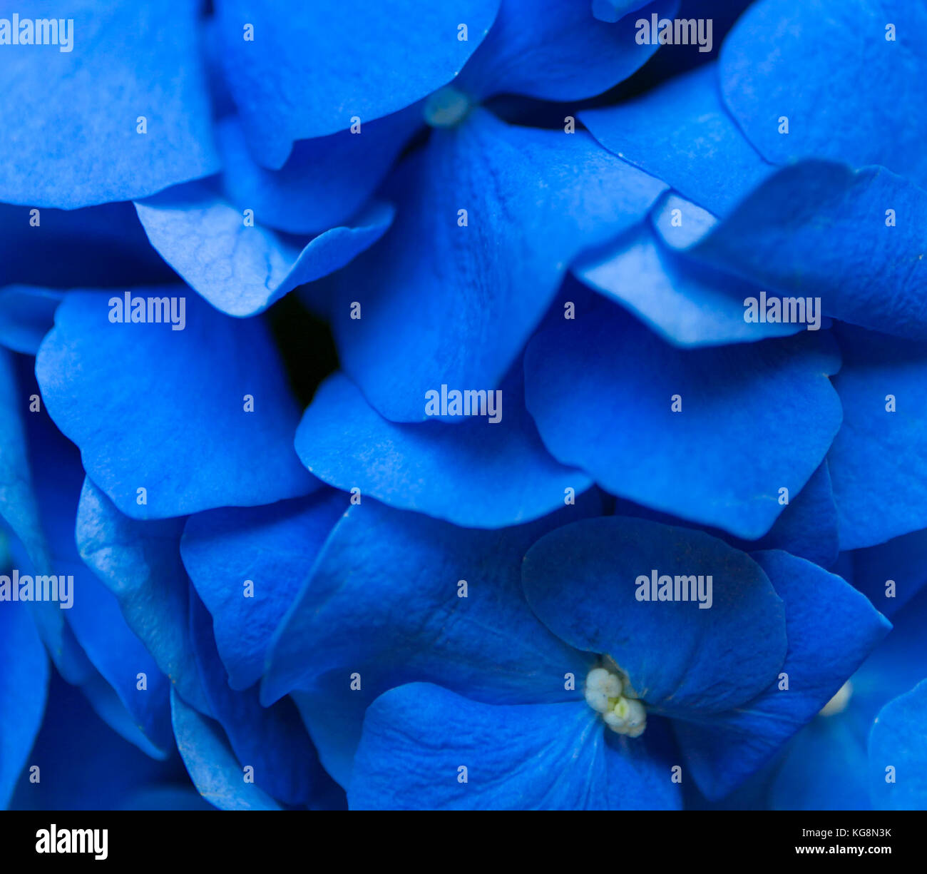 Ortensie blu sullo sfondo. hortensia fiori superficie. foto macro. Foto Stock