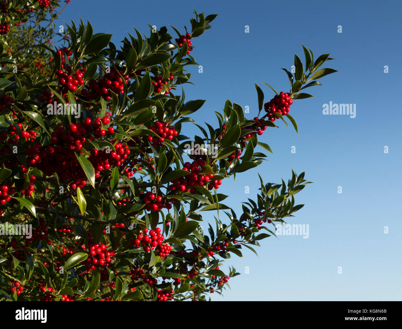 La sezione di holly tree, ilex rotunda, con bacche contro un cielo blu chiaro. suffolk ,l'inghilterra Foto Stock