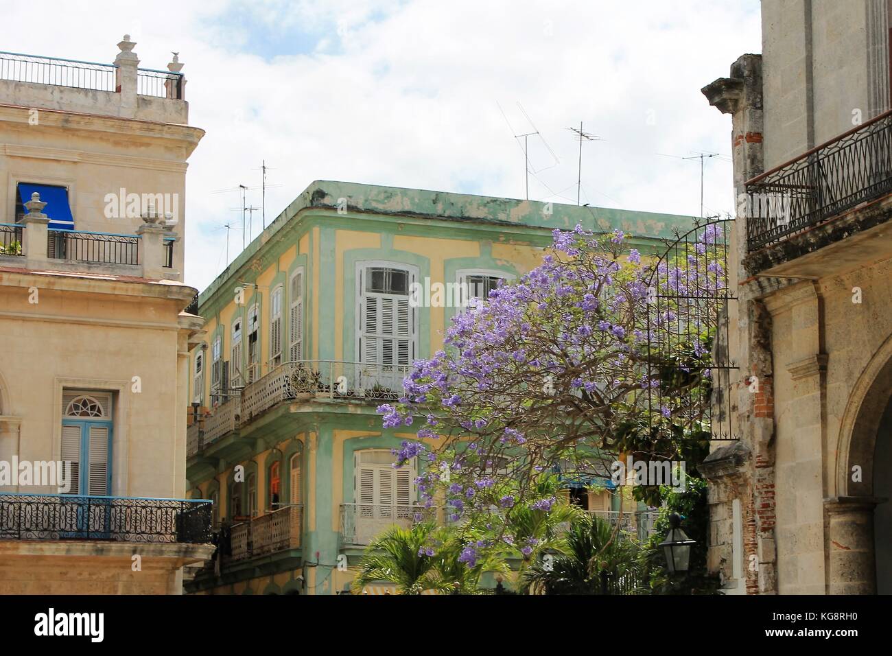 Vecchio stile neo-classico e stile spagnolo in edifici in piazza Vecchia, Havana, Cuba. Sono inoltre visibili le palme e la fioritura degli alberi tropicali. Foto Stock