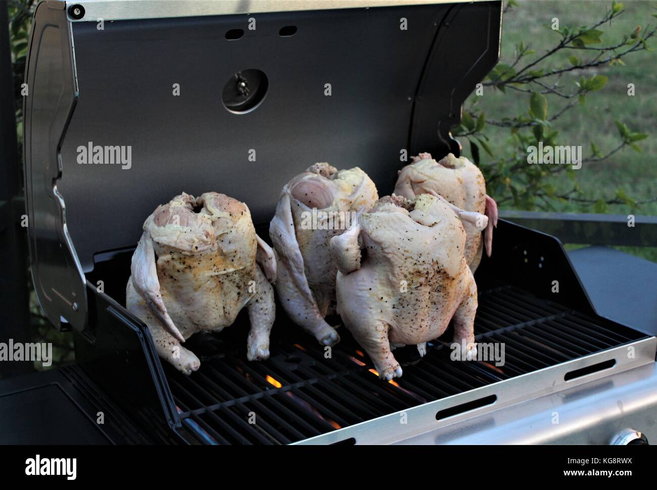 Quattro polli puntellate su lattine di birra sul barbecue, per fare la birra può pollo Foto Stock