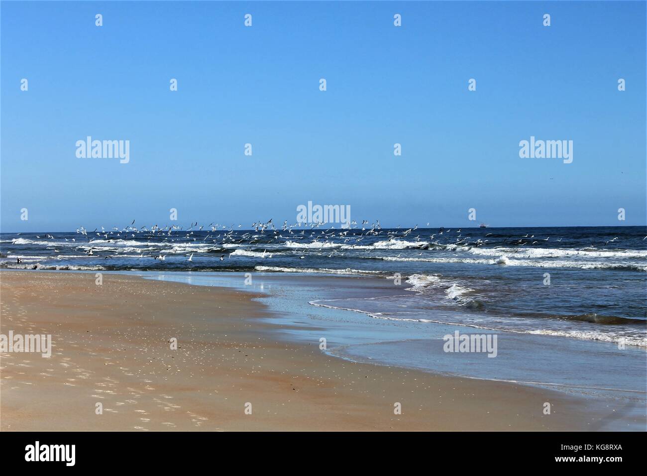 Gabbiani volando a bassa quota sopra l'oceano, Ormond Beach, Florida, Stati Uniti d'America Foto Stock