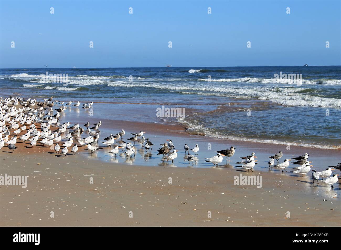 Gabbiani sulla spiaggia, Ormond Beach, Florida, Stati Uniti d'America Foto Stock