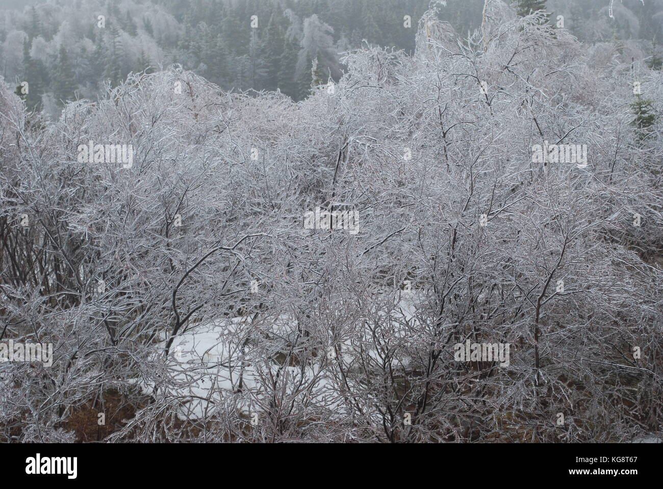 Tempesta di ghiaccio nella concezione baia a sud, NL, Canada. Pesante accumulo di ghiaccio sugli alberi. alberi piegati dal peso del peso., il congelamento di nebbia in aria. Foto Stock