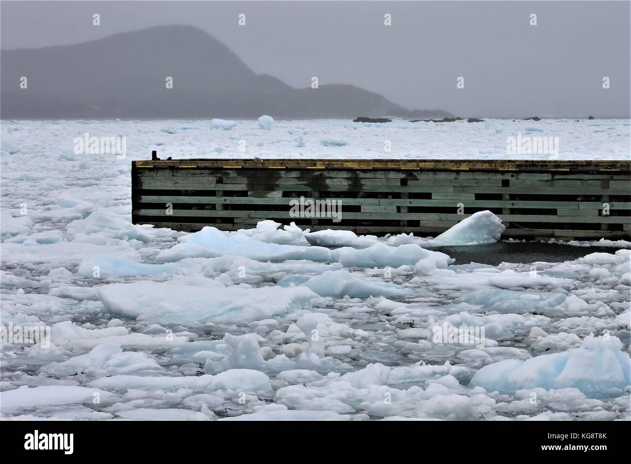 Pacco pesante ghiaccio riempie il porto, Ferryland, Terranova Labrador, Canada Foto Stock