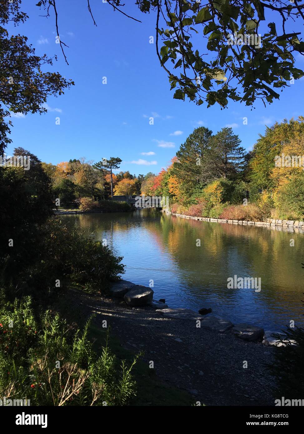 Guardando attraverso lo stagno in bowring park, st. John, Terranova, gli alberi in autunno colori sulla riva e riflessi nell'acqua Foto Stock