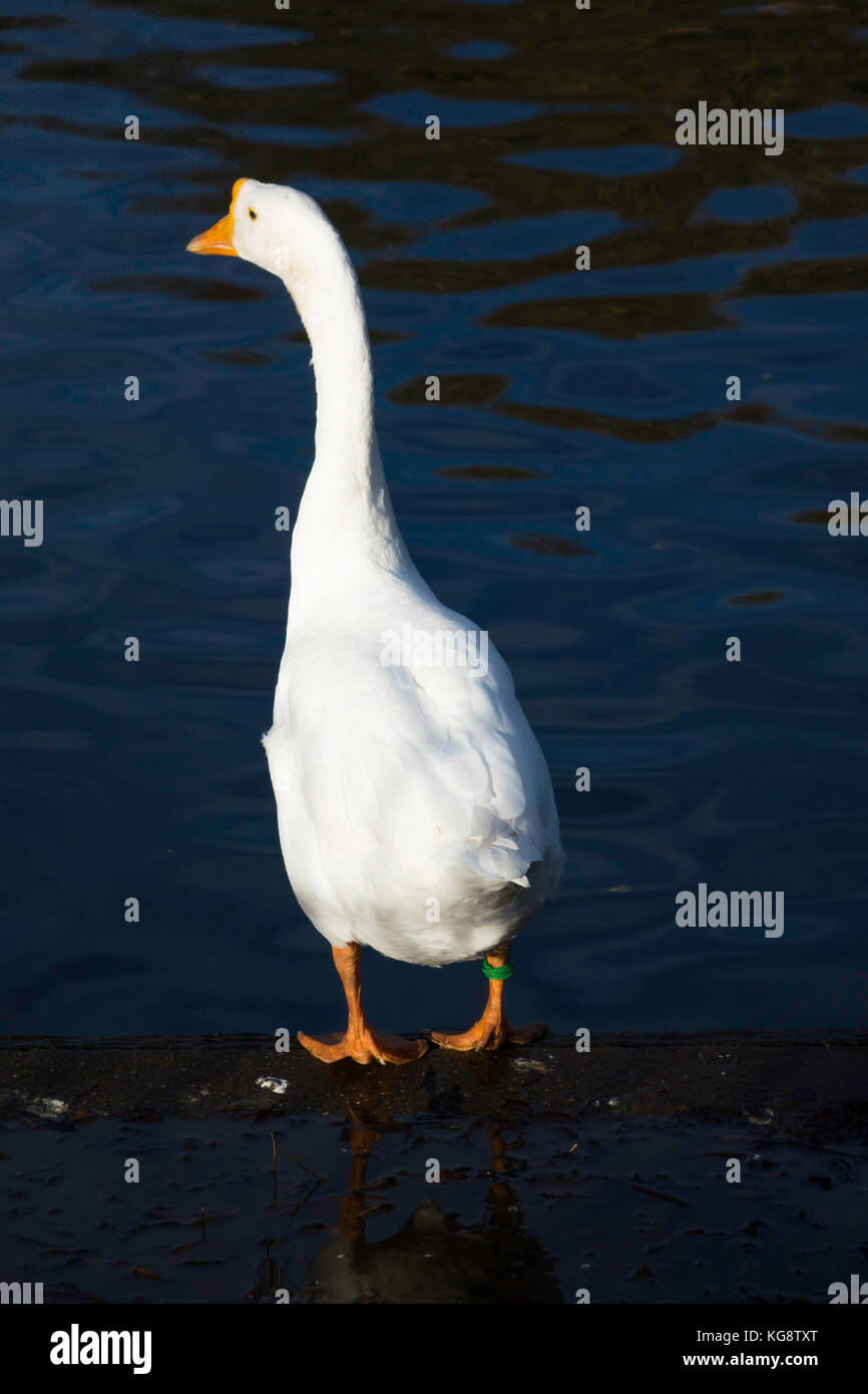 Un bianco interno cinese goose anser cygnoides in piedi accanto a un parco pubblico lago nel nord yorkshire Foto Stock