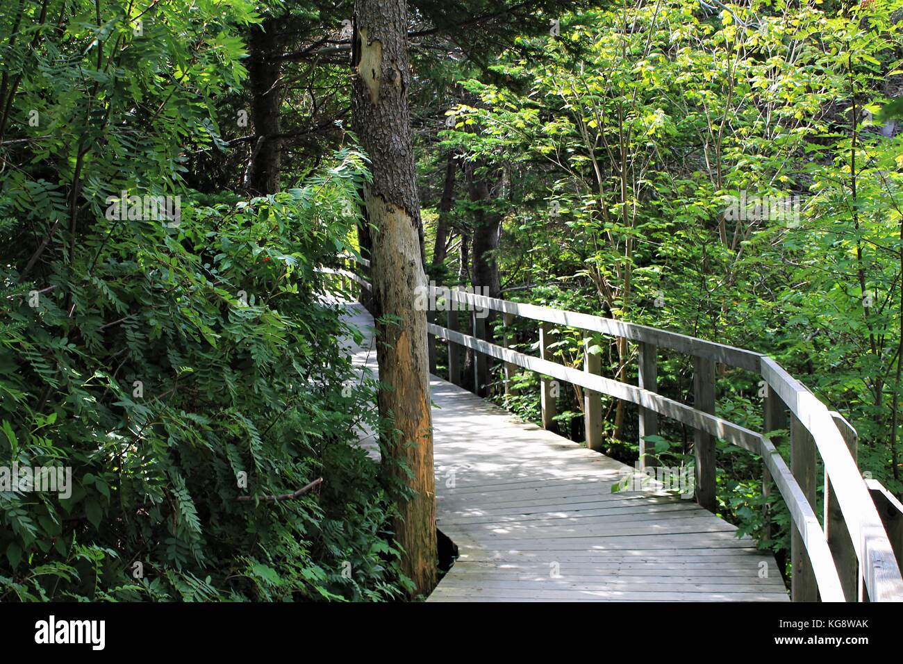 Passeggiata sul fiume virginia trail, st. John, Terranova e Labrador, Canada. lussureggiante fogliame verde circonda il Boardwalk. Foto Stock