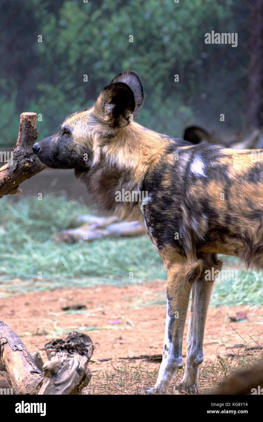 African wild dog - lycaon pictus captive Foto Stock