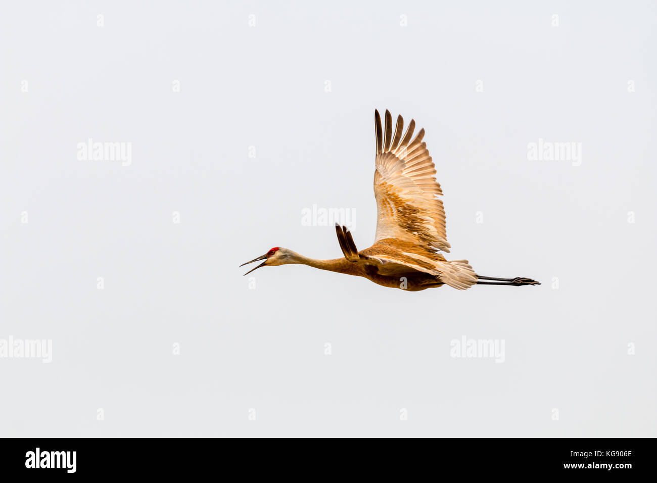 Sandhill gru (antigone canadensis), il Parco Riserva del Lago Elmo, Minnesota, Stati Uniti d'America Foto Stock