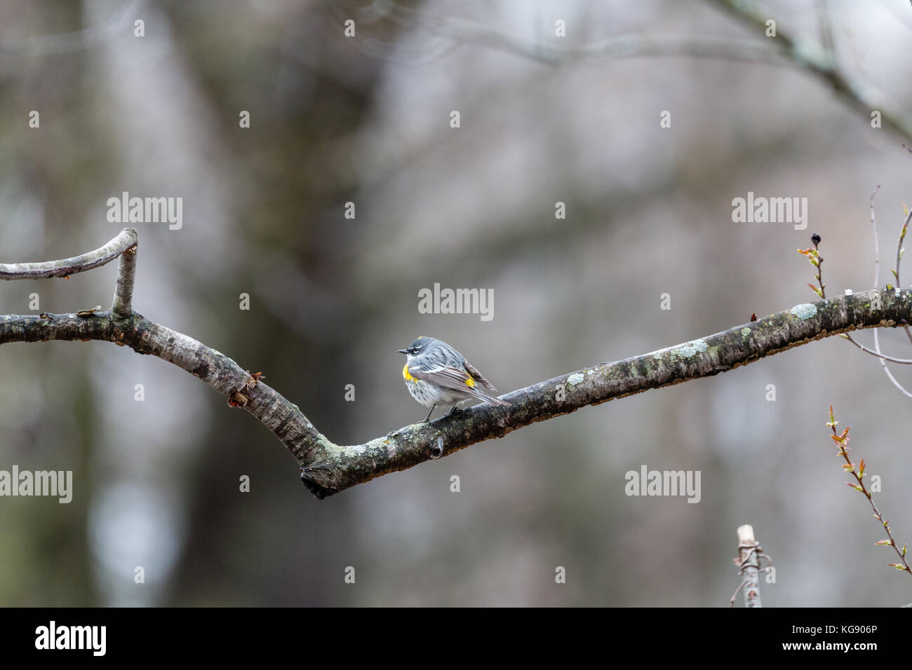 Giallo-rumped trillo (setophaga coronata), il Parco Riserva del Lago Elmo, Minnesota, Stati Uniti d'America Foto Stock