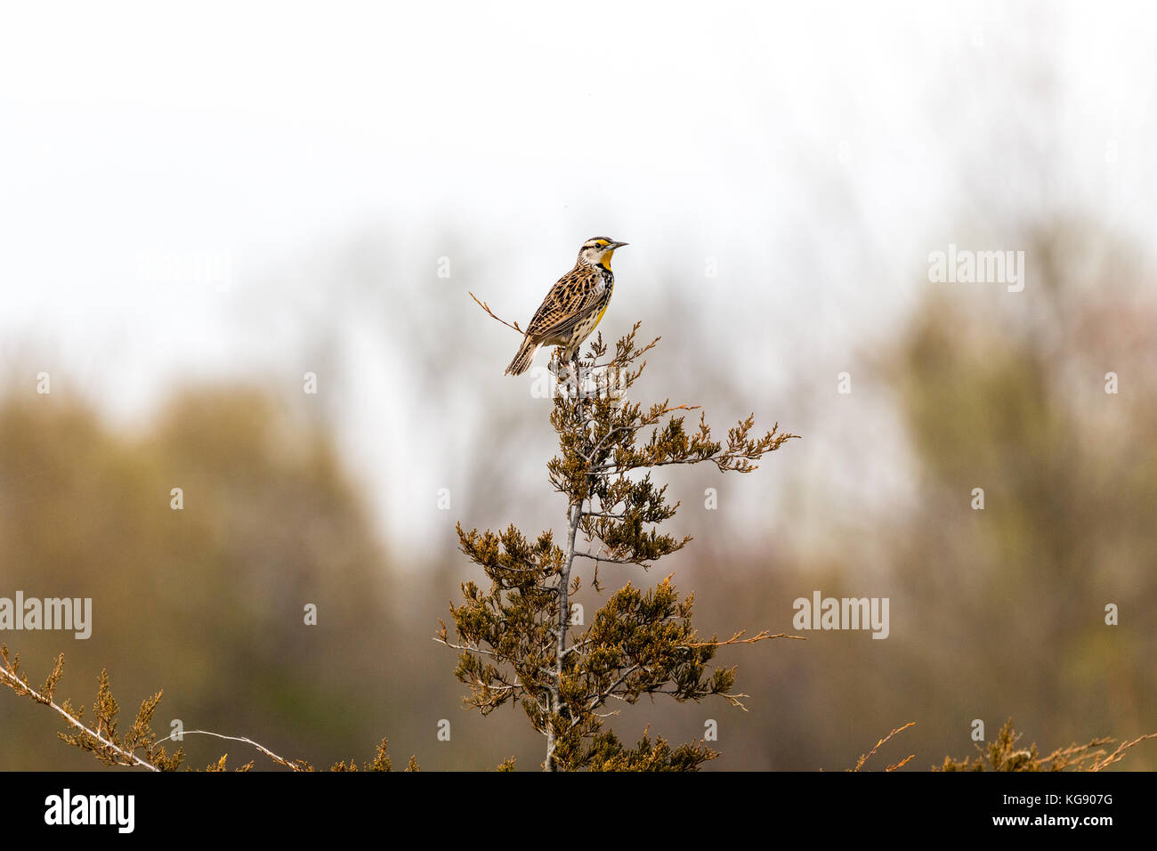 Orientale (meadowlark sturnella magna), il Parco Riserva del Lago Elmo, Minnesota, Stati Uniti d'America Foto Stock