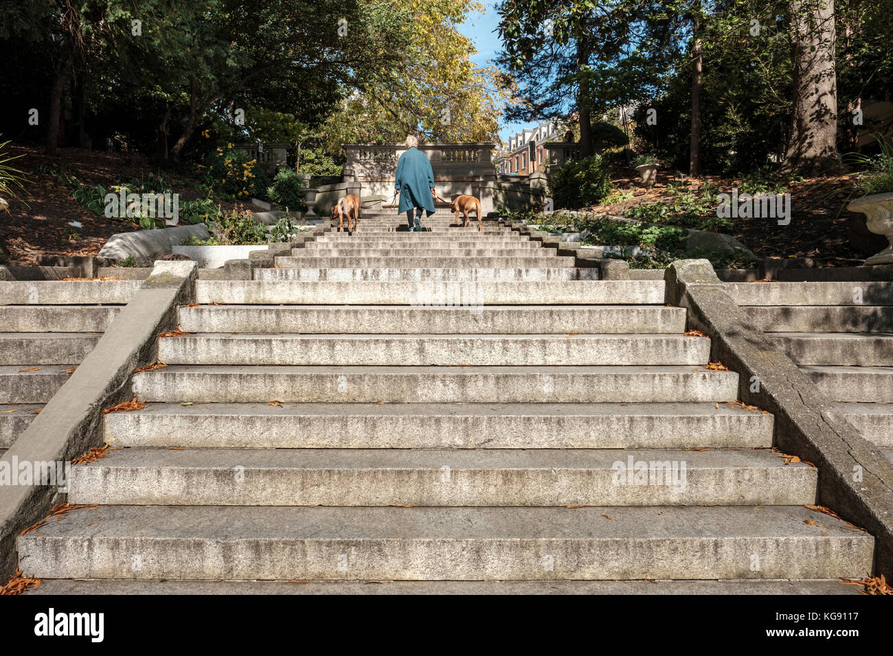 Donna, cani, Piazza di Spagna, l'unico parco di D.C. ad occupare una strada cittadina. Un passaggio pedonale nel quartiere Kalorama di Washington DC, USA. Foto Stock