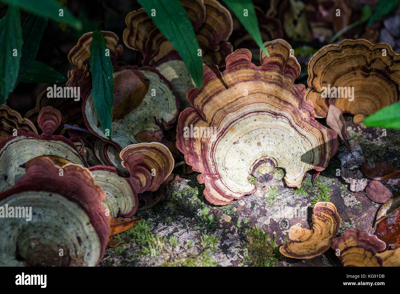 In legno colorato funghi nella foresta. Andasibe Mantadia National Park. Madagascar, Africa. Foto Stock