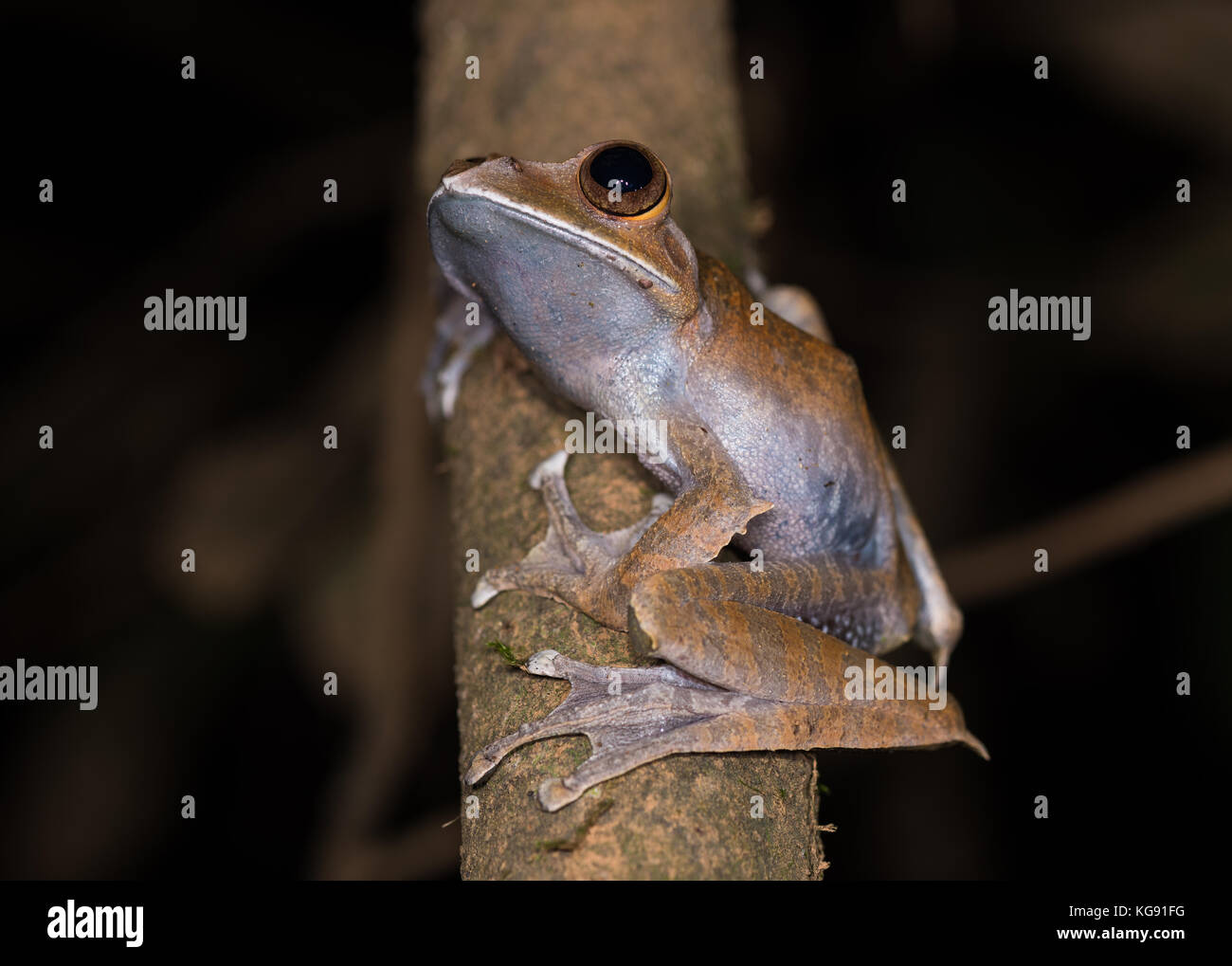 Un bianco brillante con labbro eyed frog (boophis albilabris) su un ramo di albero. madagascar, africa. Foto Stock