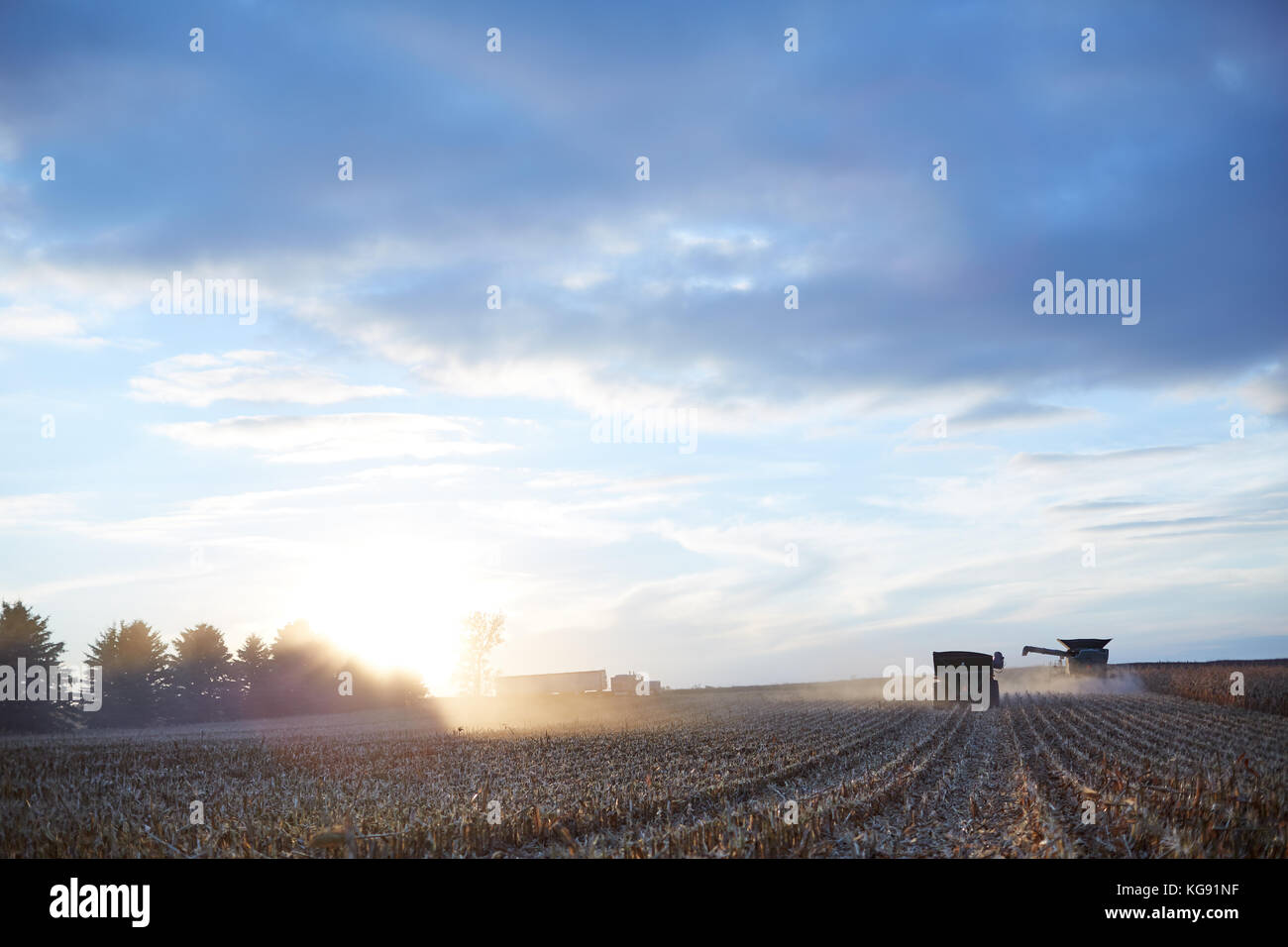 Gli agricoltori la raccolta di un ampio campo di mais al tramonto con le trebbiatrici mietitrebbia, il trattore e il rimorchio di un semi illuminato dal bagliore luminoso del sole all'orizzonte Foto Stock