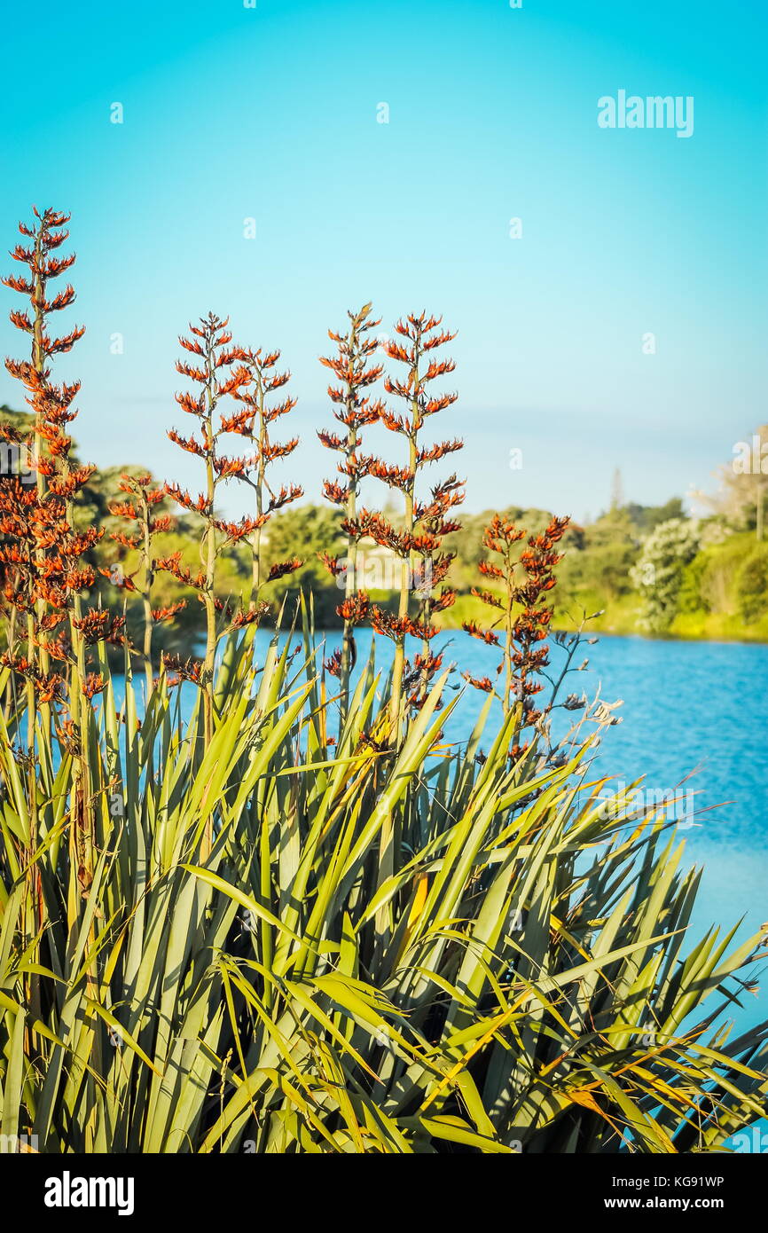 Nativo di nuova zelanda lino bush in fiore (phormium tenax) accanto a una laguna in waikanae sulla Costa di Kapiti. Foto Stock