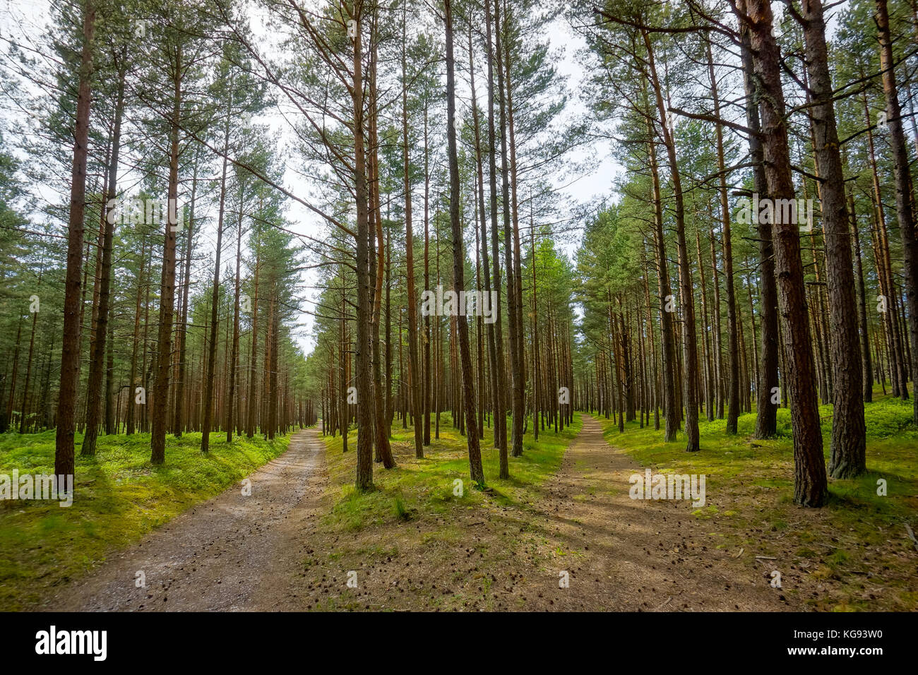 Sentieri nel bosco immagini e fotografie stock ad alta risoluzione - Alamy