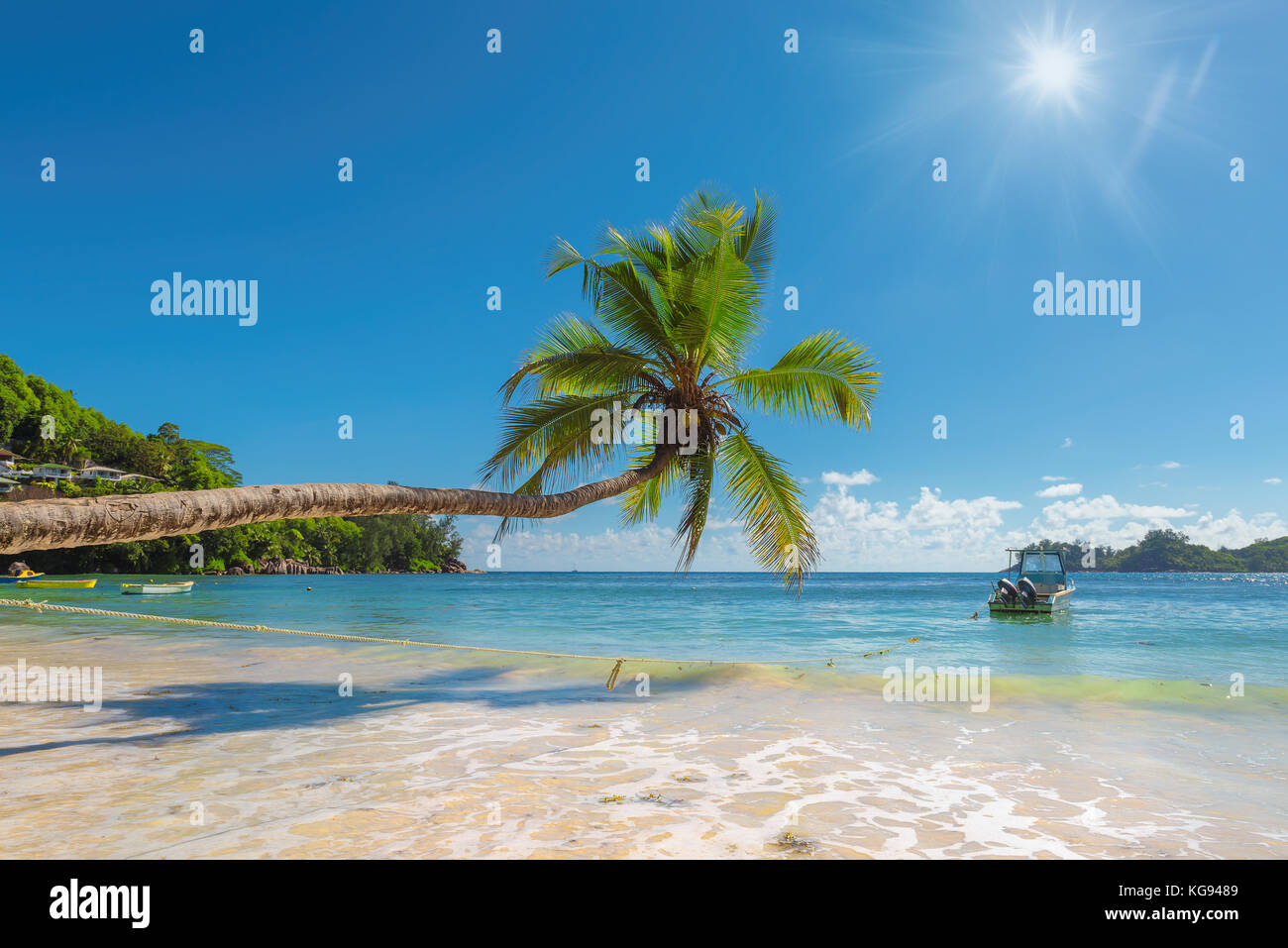 Palm tree sulla bellissima spiaggia sul isola tropicale Foto Stock