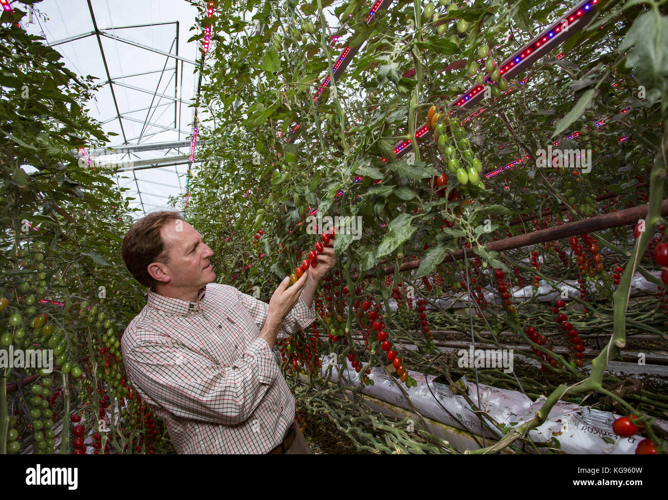 Asda conduce il modo in innovazione tecnologica per pomodori, che vedrà i pomodori britannico disponibile tutto l'anno. Poco più di 200 milioni di pomodori sono strappati dal led-laden vitigni per asda ogni anno i clienti possono godere di pomodori britannico a asda tutto l'anno grazie alla innovativa tecnologia di luce, che è ribaltata per impostare il precedente per produrre in tutta la nazione nel prossimo decennio. Tipicamente, tra dicembre e marzo, rivenditore di pomodori di origine dal sud africa, la Spagna o la Turchia, ma questa nuova tecnologia porterà a migliaia di tonnellate di pomodori coltivati sul suolo britannico ogni anno, Foto Stock