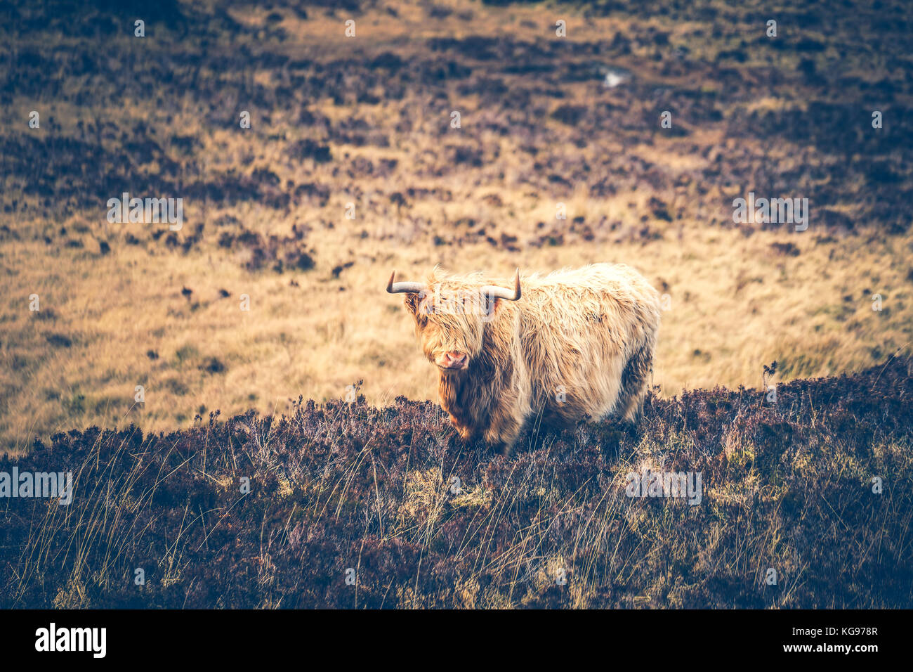 Highland mucca shaggy capelli, isola di skype, highland, SCOZIA Foto Stock