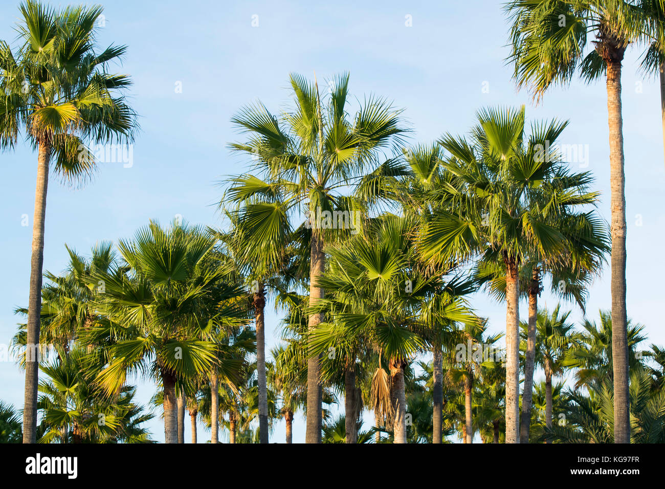 Palme e cielo blu, Mallorca, Spagna Foto Stock
