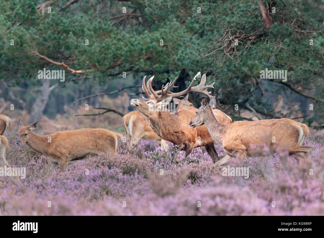 Il cervo (Cervus elaphus) Hoge Veluwe National Park, Netherland, europa Foto Stock