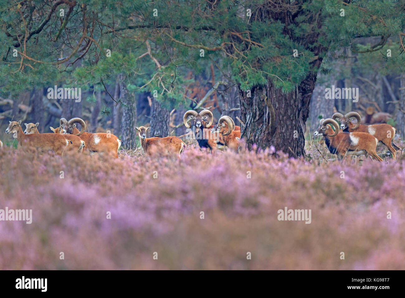 Muflone Europeo (ovis orientalis musimon) nationalpark Hoge Veluwe, Gelderland, Netherland, europa Foto Stock