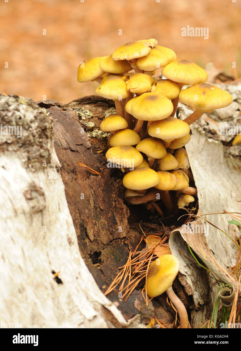 I funghi crescono da un tronco di albero rotante in un bosco misto umido. Brownsea Island, Poole, Dorset, Regno Unito. Foto Stock