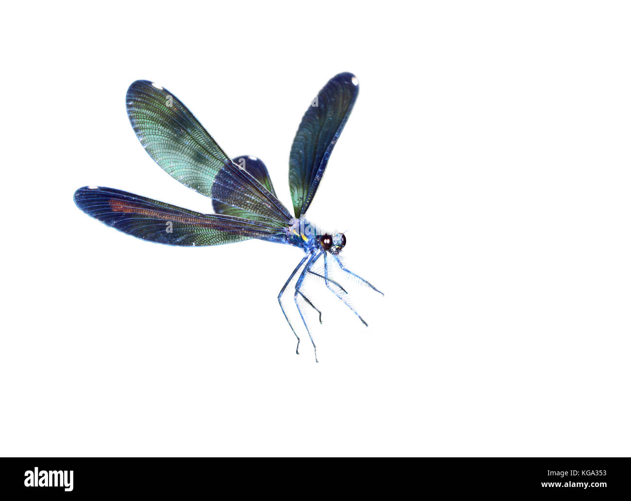 Ebony jewelwing (Calopteryx maculata) in volo, isolato su sfondo bianco. Foto Stock